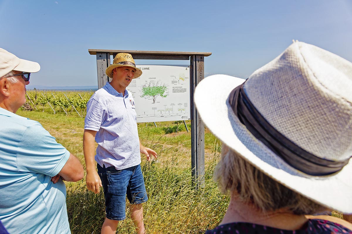 Balade-dans-les-vignes Découverte des cépages alsaciens – Image 1